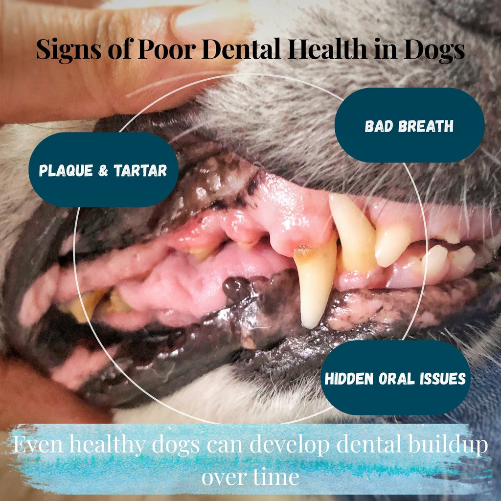 Kindly Tail seaweed dental powder for dogs and cats – view 4