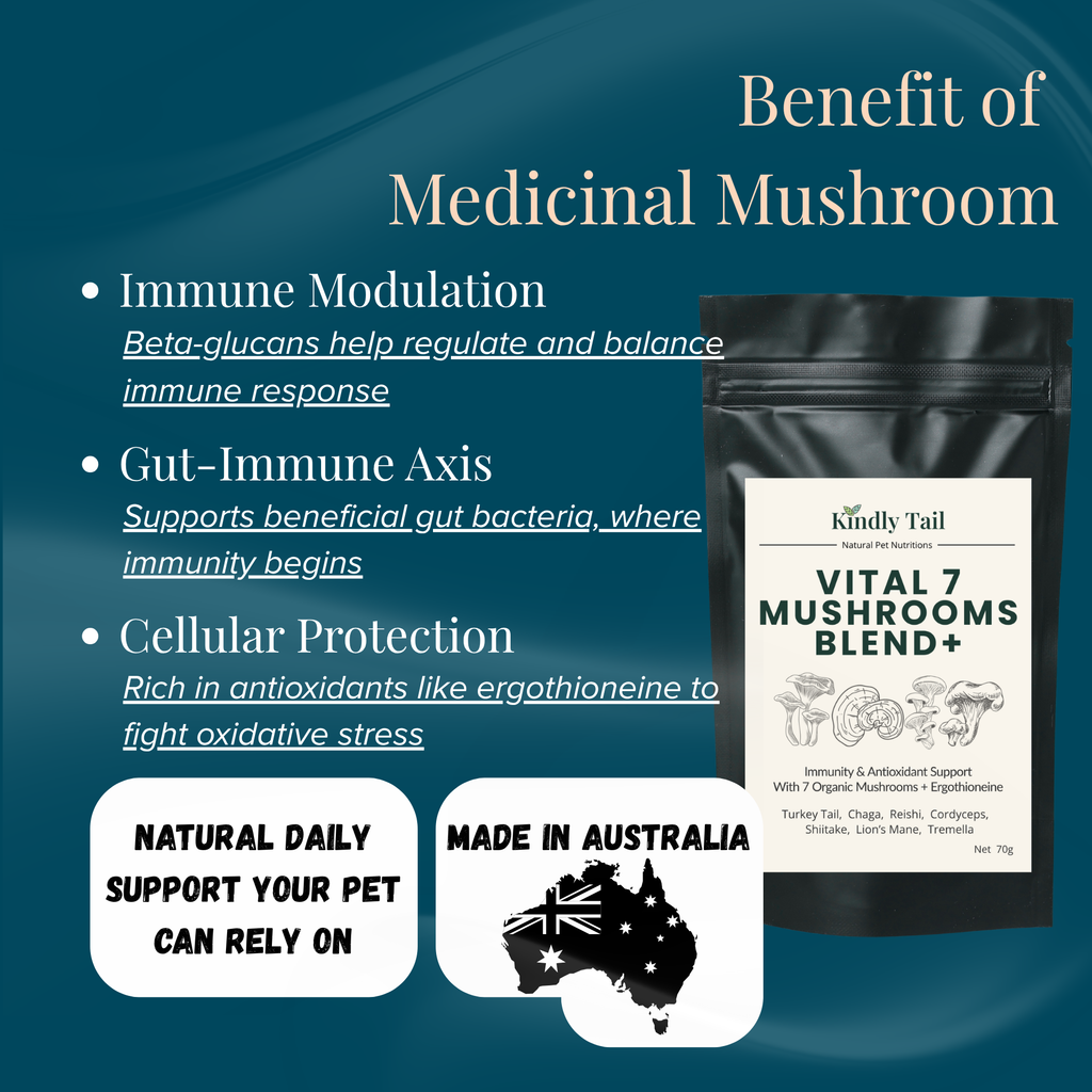 Kindly Tail Vital 7 organic mushroom blend for dogs and cats – view 6