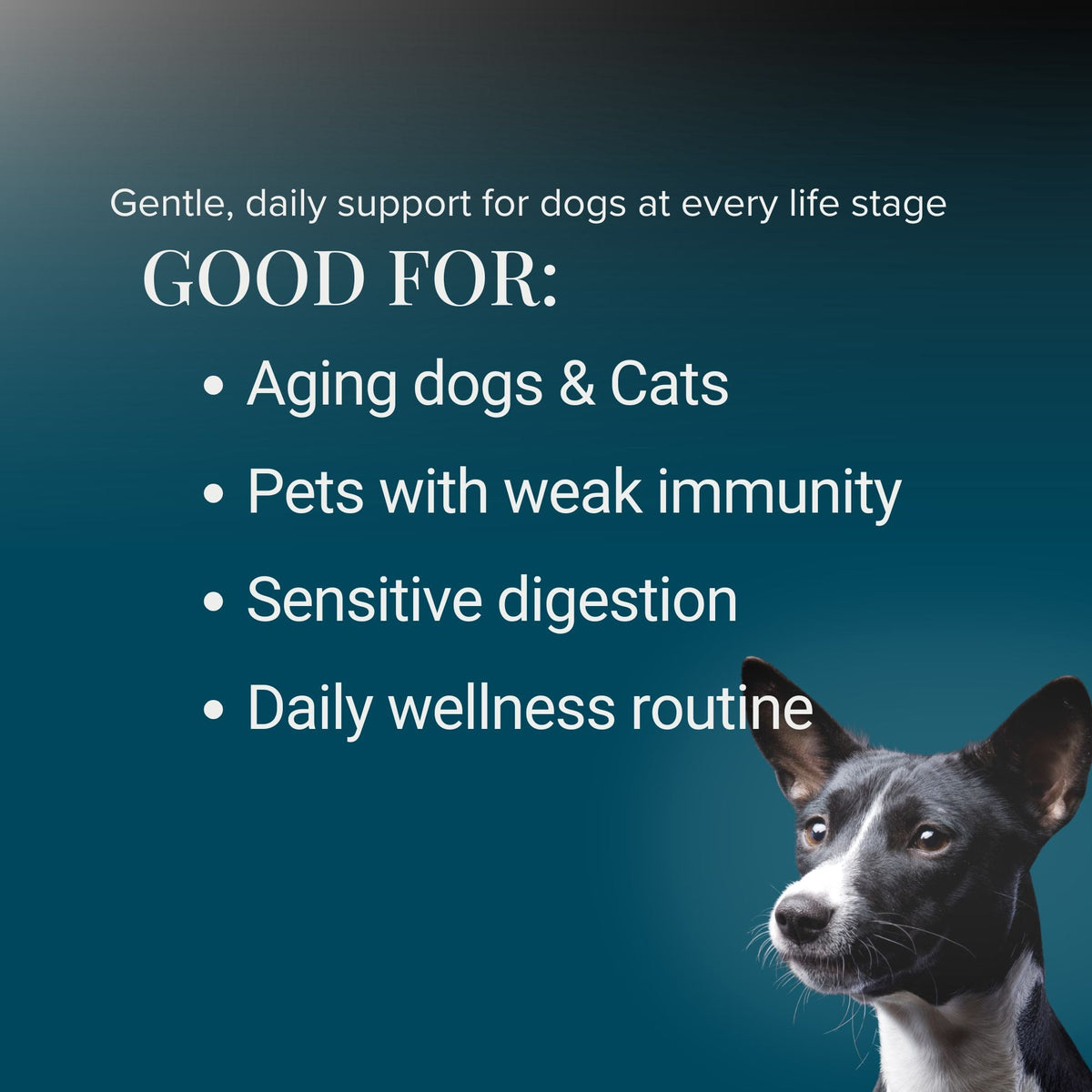 Kindly Tail Vital 7 organic mushroom blend for dogs and cats – view 4